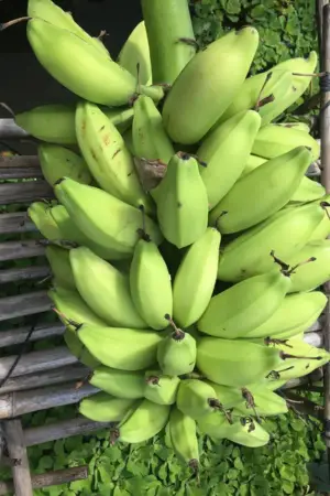 Trái chuối hột tươi