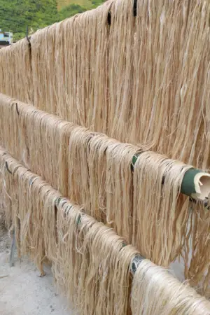 Thân chuối khô