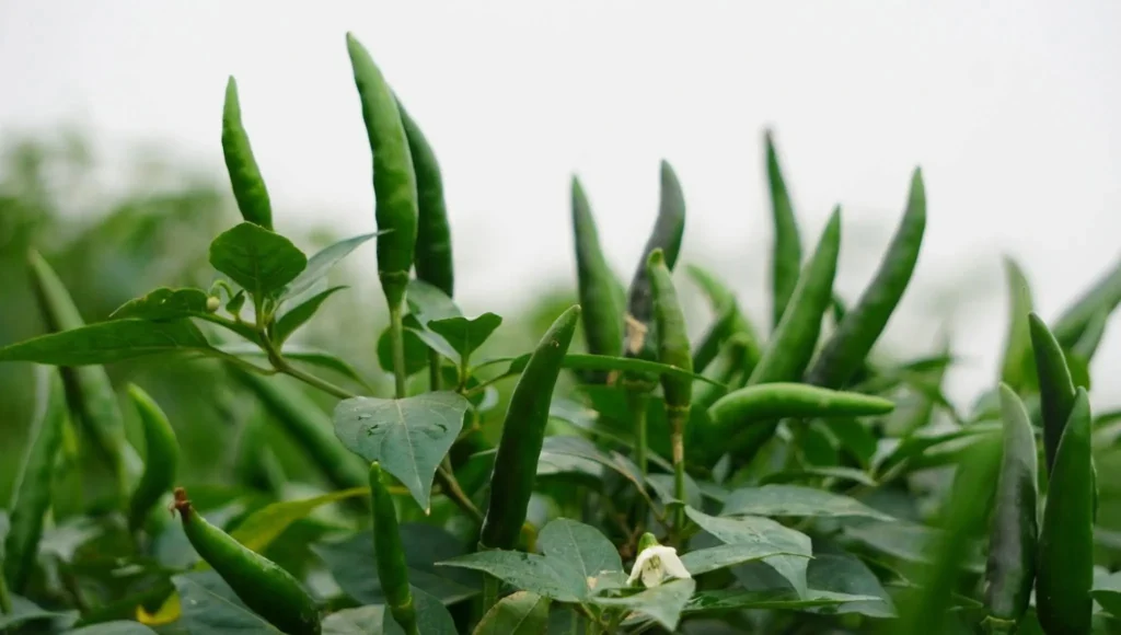 Chuyên gia canh tác ớt tại Củ Chi