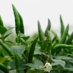 Chuyên gia canh tác ớt tại Củ Chi