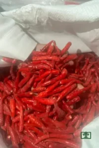 frozen chili vietnam